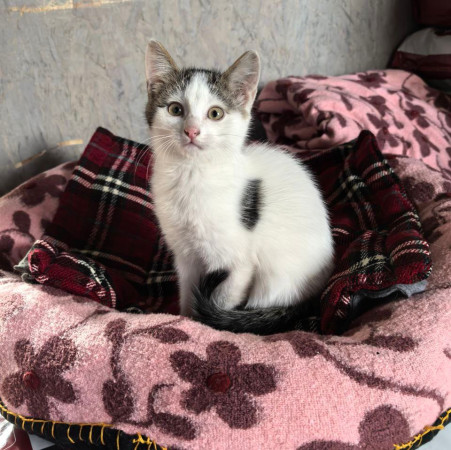 Котенок Вита ищет дом , котенок 2 месяца