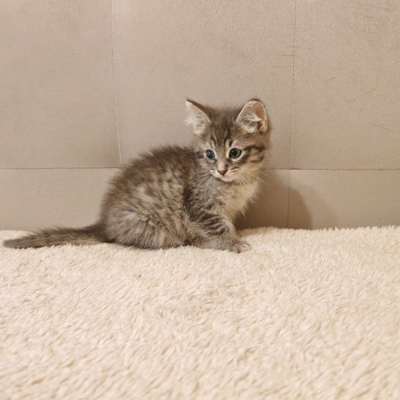 Тайсон, котенок 2 месяца
