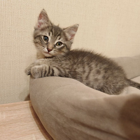 Тайсон, котенок 2 месяца