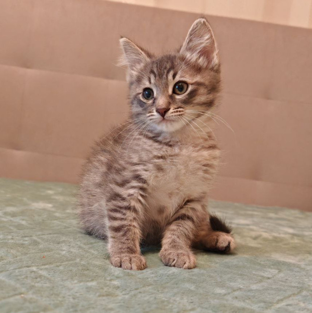 Тайсон, котенок 2 месяца