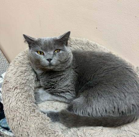 Коти Винтер, британский короткошерстный, ждет заботливых хозяев. В дар! , Серый, Лефортово, Кот в добрые руки