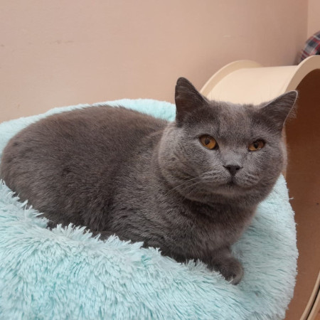Коти Винтер, британский короткошерстный, ждет заботливых хозяев. В дар! , Серый, Лефортово, Кот в добрые руки