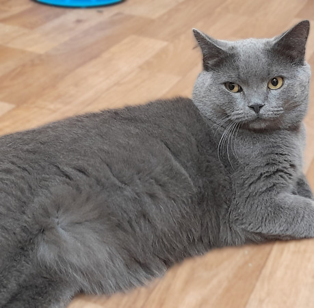 Котик Винтер, британский короткошерстный, ждет заботливых хозяев. В дар! , Серый, Лефортово, Кот в добрые руки