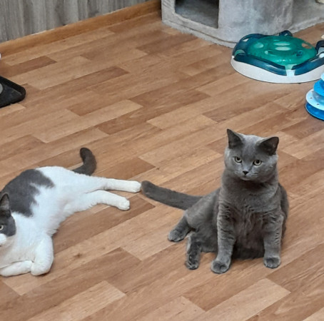 Котик Винтер, британский короткошерстный, ждет заботливых хозяев. В дар! , Серый, Лефортово, Кот в добрые руки