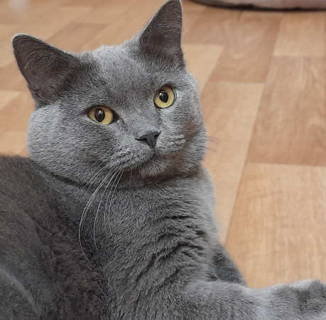 Котик Винтер, британский короткошерстный, ждет заботливых хозяев. В дар! , Серый, Лефортово, Кот в добрые руки