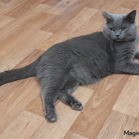 Котик Винтер, британский короткошерстный, ждет заботливых хозяев. В дар! , Серый, Лефортово, Кот в добрые руки