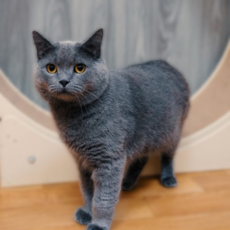 Котик Винтер, британский короткошерстный, ждет заботливых хозяев. В дар! , Серый, Лефортово, Кот в добрые руки