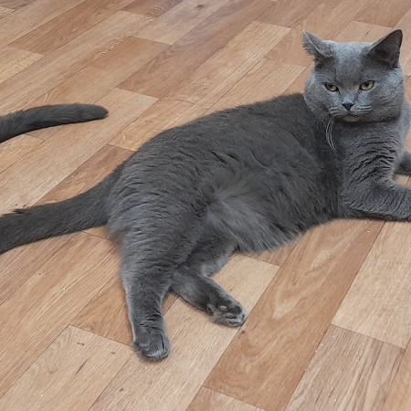 Котик Винтер, британский короткошерстный, ждет заботливых хозяев. В дар! , Серый, Лефортово, Кот в добрые руки