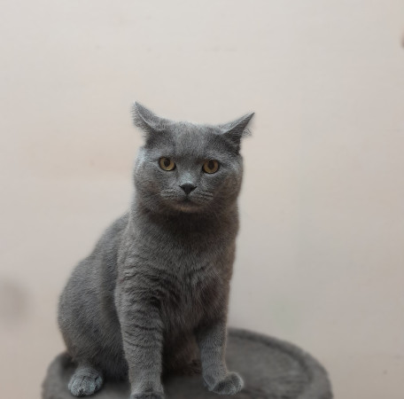 Котик Винтер, британский короткошерстный, ждет заботливых хозяев. В дар! , Серый, Лефортово, Кот в добрые руки