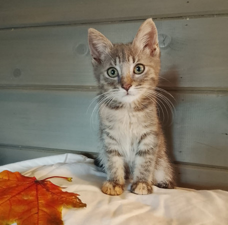 Замечательные котят в добрые руки. В дар!, котенок 2 месяца