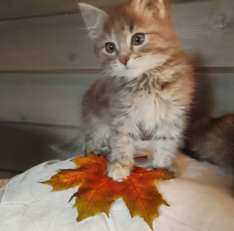 Замечательные котят в добрые руки. В дар!, котенок 2 месяца