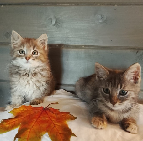 Замечательные котят в добрые руки. В дар!, котенок 2 месяца