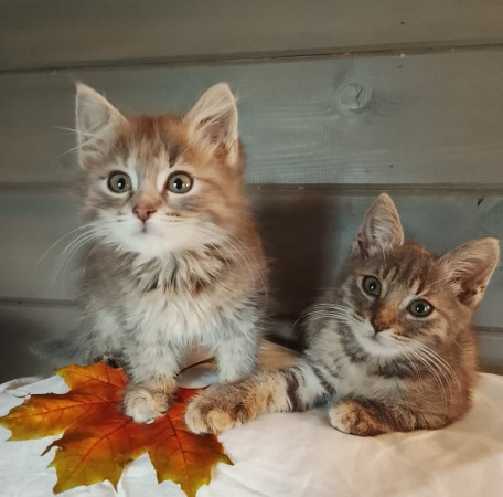 Замечательные котят в добрые руки. В дар!, котенок 2 месяца