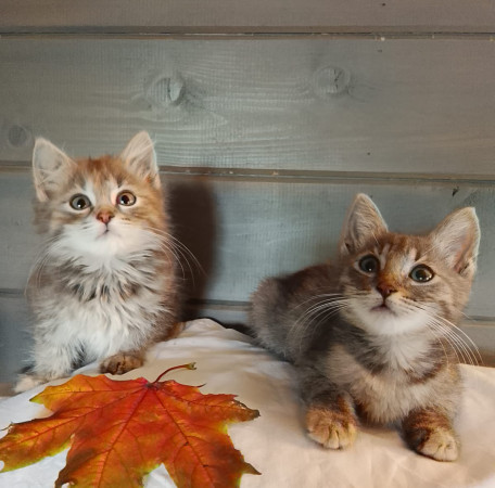 Замечательные котят в добрые руки. В дар!, котенок 2 месяца