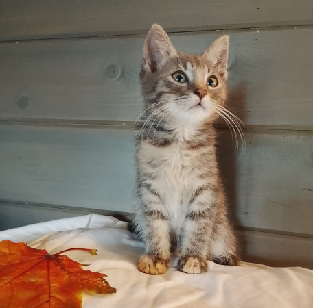 Замечательные котят в добрые руки. В дар!, котенок 2 месяца