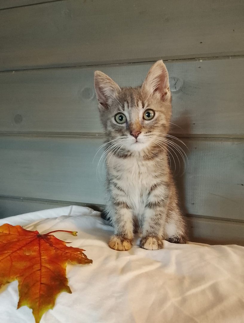 Замечательные котят в добрые руки. В дар!, котенок 2 месяца