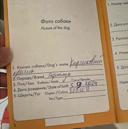 Карликовый кролик в дар! 