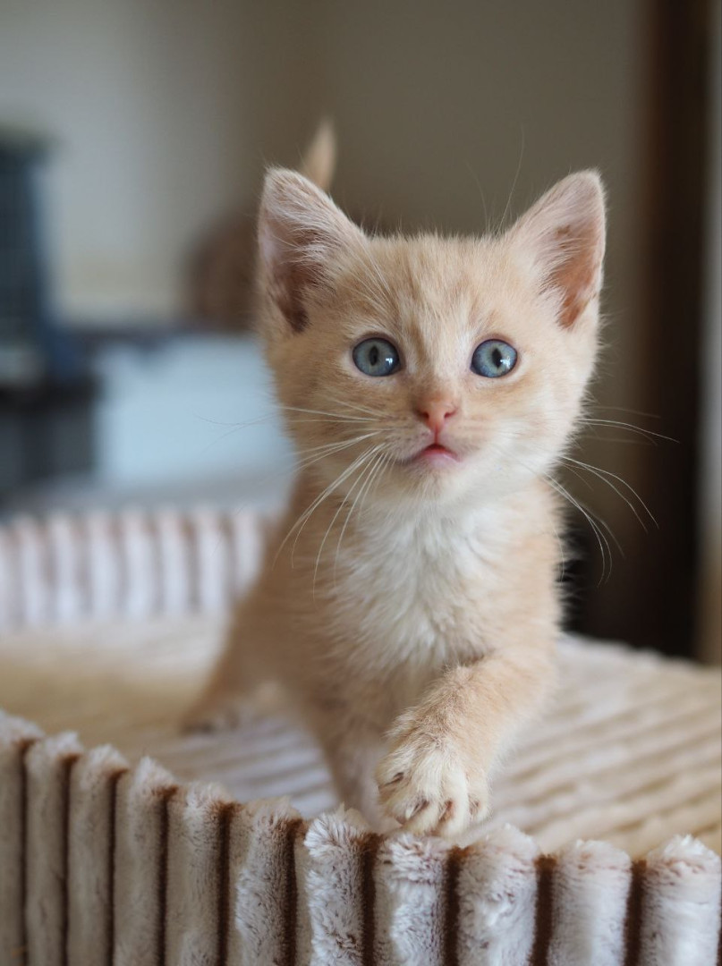 Очаровательная котенок девочка ищет дом, котенок 2 месяца