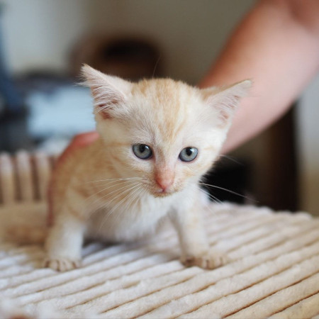 Очаровательная рыжая девочка ищет дом. В дар! , котенок 2 месяца