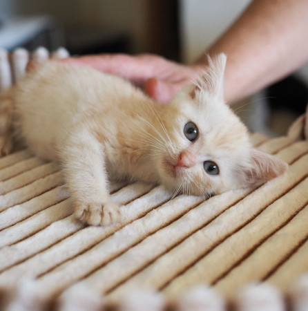 Очаровательная рыжая девочка ищет дом. В дар! , котенок 2 месяца