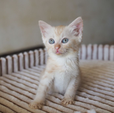 Очаровательная рыжая девочка ищет дом. В дар! , котенок 2 месяца