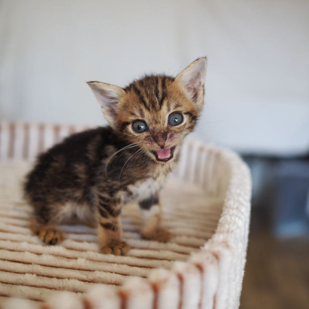 Чудесная котенок девочка ищет дом! В дар! , котенок 2 месяца