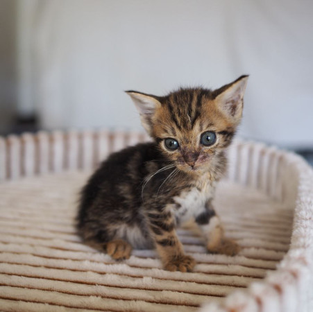 Чудесная котенок девочка ищет дом! В дар! , котенок 2 месяца