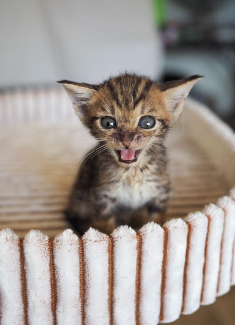 Чудесная котенок девочка ищет дом! В дар! , котенок 2 месяца