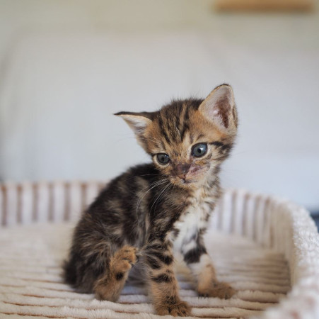 Чудесная котенок девочка ищет дом! В дар! , котенок 2 месяца