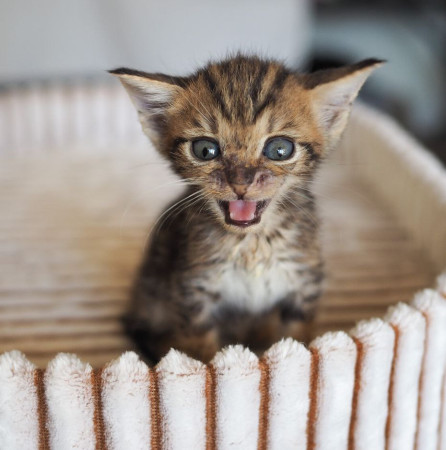 Чудесная котенок девочка ищет дом! В дар! , котенок 2 месяца