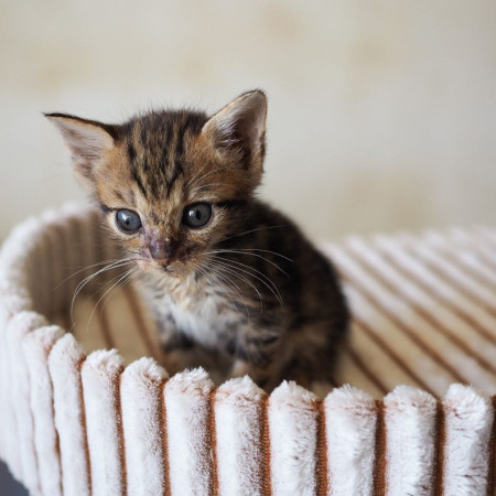 Чудесная котенок девочка ищет дом! В дар! , котенок 2 месяца