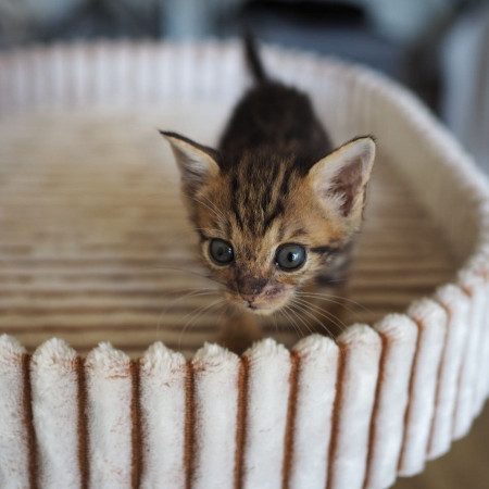 Чудесная котенок девочка ищет дом! В дар! , котенок 2 месяца