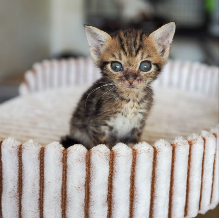Чудесная котенок девочка ищет дом! В дар! , котенок 2 месяца
