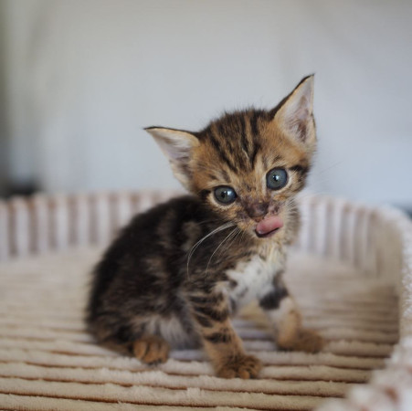 Чудесная котенок девочка ищет дом! В дар! , котенок 2 месяца