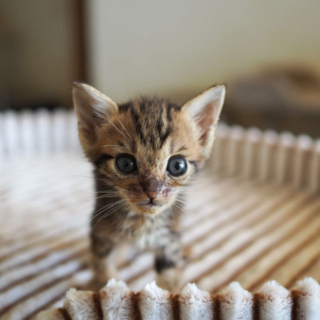 Чудесная котенок девочка ищет дом! В дар! , котенок 2 месяца