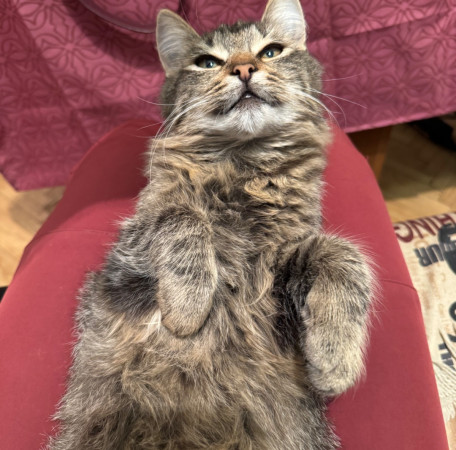 Котята Флора и Крошка ищут дом. В дар! , котенок 4 месяца