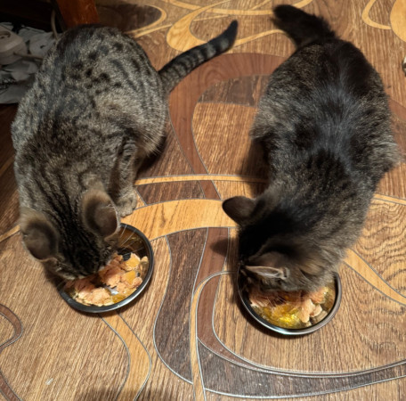 Котята Флора и Крошка ищут дом. В дар! , котенок 4 месяца