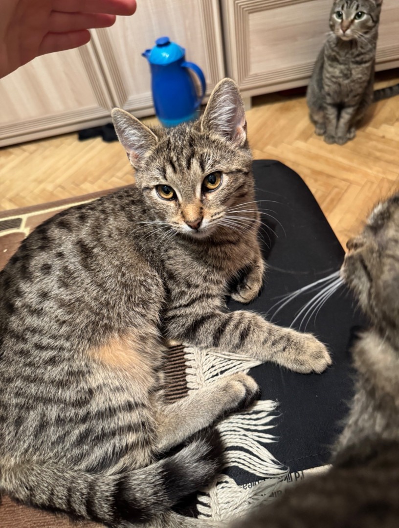 Котята Флора и Крошка ищут дом. В дар! , котенок 4 месяца
