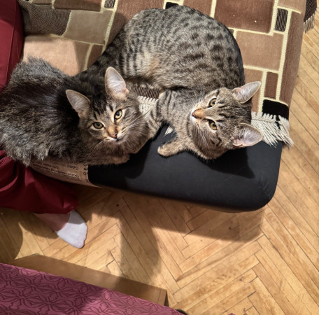 Котята Флора и Крошка ищут дом. В дар! , котенок 4 месяца