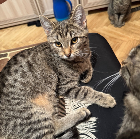 Котята Флора и Крошка ищут дом. В дар! , котенок 4 месяца