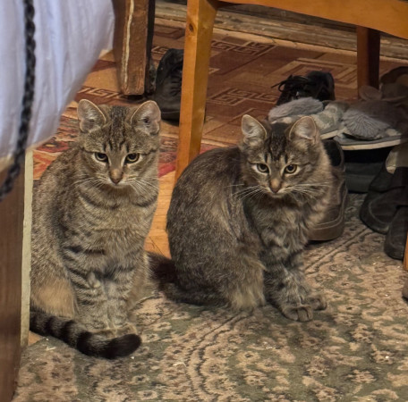 Котята Флора и Крошка ищут дом. В дар! , котенок 4 месяца