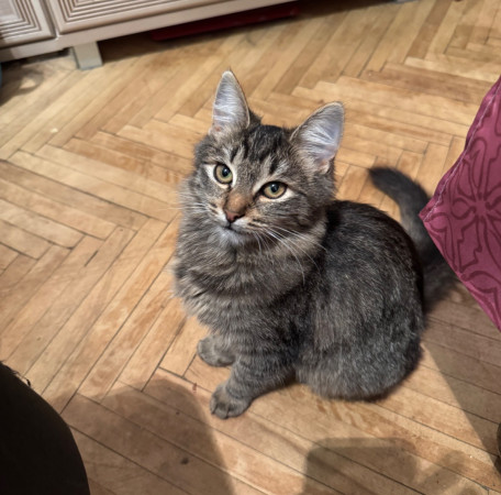 Котята Флора и Крошка ищут дом. В дар! , котенок 4 месяца