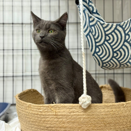 Котенок Васечка ищет дом, котенок 5 месяцев