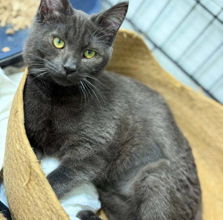 Котенок Васечка ищет дом, котенок 5 месяцев