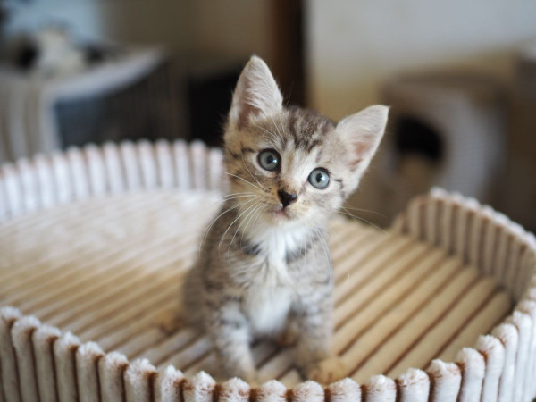 Чудесный котенок мальчик ищет дом. В дар! , котенок 2 месяца