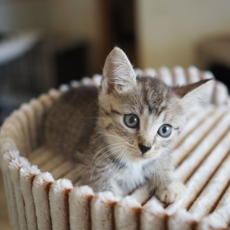 Чудесный котенок мальчик ищет дом. В дар! , котенок 2 месяца