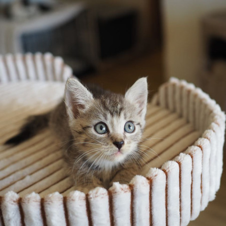 Чудесный котенок мальчик ищет дом. В дар! , котенок 2 месяца