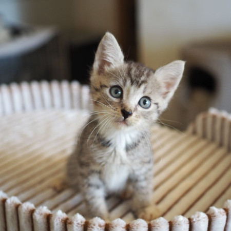 Чудесный котенок мальчик ищет дом. В дар! , котенок 2 месяца