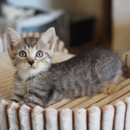 Чудесный котенок мальчик ищет дом. В дар! , котенок 2 месяца
