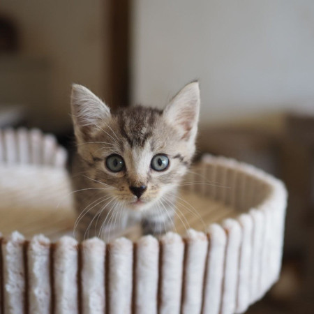 Чудесный котенок мальчик ищет дом. В дар! , котенок 2 месяца